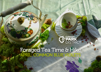 Cute nature tea set with white and green text that says "Foraged Tea Time & Hike, April: Common Blue Violets"